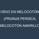 Oídio en Melocotón (Prunus persica, Melocotón amarillo, Melocotón de saturn): síntomas, ciclo de vida y estrategias de control