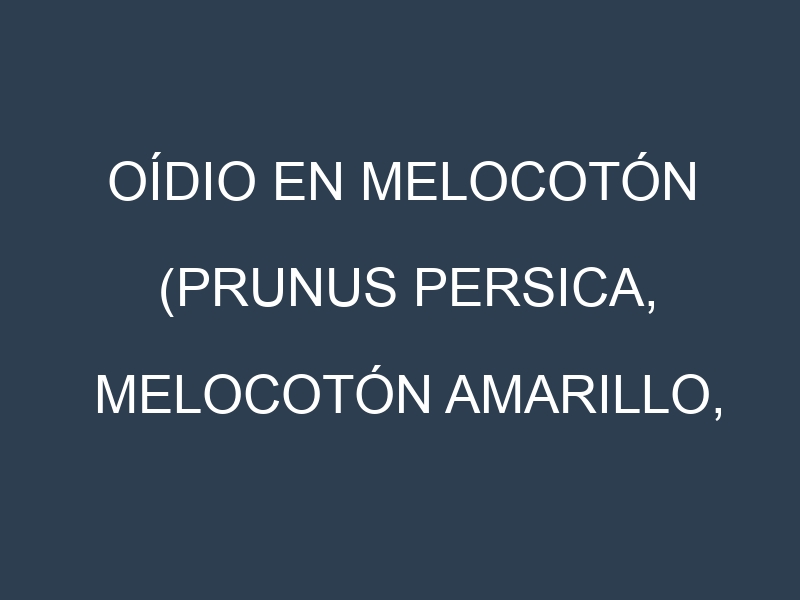 Oídio en Melocotón (Prunus persica, Melocotón amarillo, Melocotón de saturn): síntomas, ciclo de vida y estrategias de control