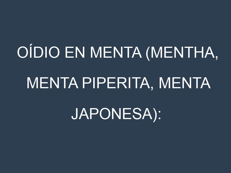 Oídio en Menta (Mentha, Menta piperita, Menta japonesa): síntomas, ciclo de vida y estrategias de control