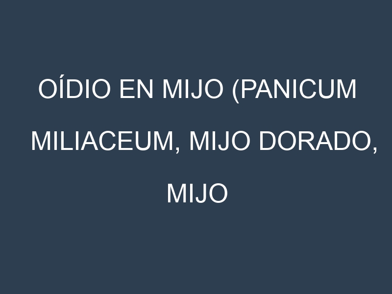 Oídio en Mijo (Panicum miliaceum, Mijo dorado, Mijo perlado): síntomas, ciclo de vida y estrategias de control