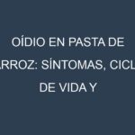 Oídio en Pasta de arroz: síntomas, ciclo de vida y estrategias de control