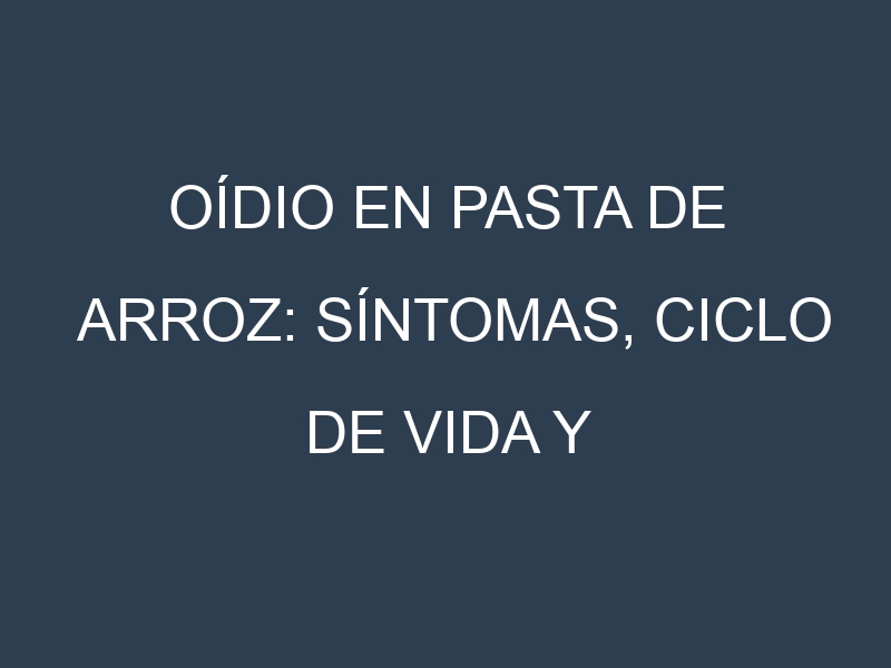 Oídio en Pasta de arroz: síntomas, ciclo de vida y estrategias de control