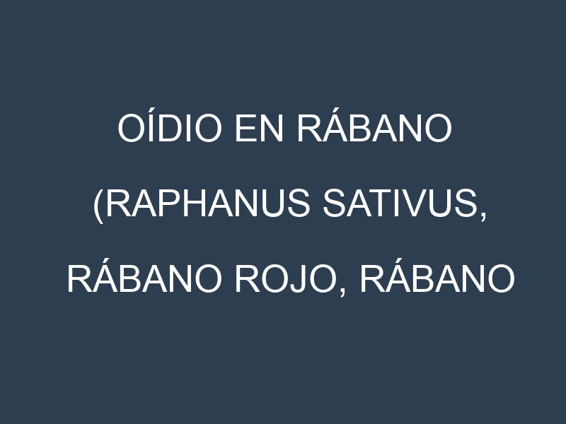 Oídio en Rábano (Raphanus sativus, Rábano rojo, Rábano negro): síntomas, ciclo de vida y estrategias de control