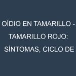 Oídio en Tamarillo – Tamarillo rojo: síntomas, ciclo de vida y estrategias de control