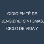 Oídio en Té de jengibre: síntomas, ciclo de vida y estrategias de control