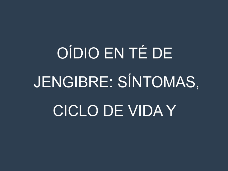 Oídio en Té de jengibre: síntomas, ciclo de vida y estrategias de control