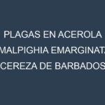 Plagas en Acerola (Malpighia emarginata, Cereza de Barbados, Cereza tropical). Control biológico y Manejo de plagas.
