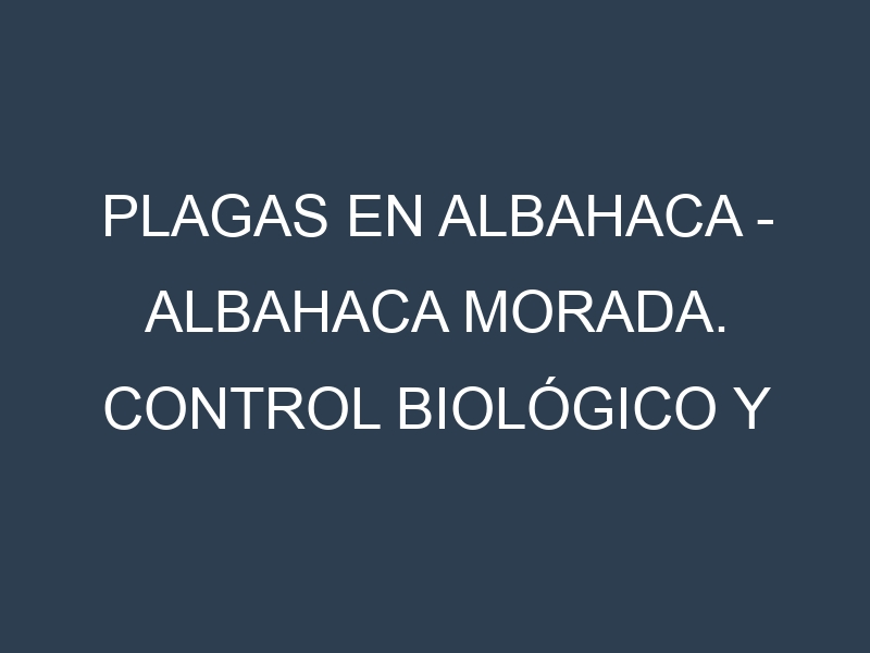 Plagas en Albahaca – Albahaca morada. Control biológico y Manejo de plagas.
