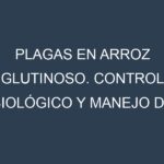 Plagas en Arroz glutinoso. Control biológico y Manejo de plagas.
