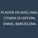 Plagas en Avellana (Tonda di Giffoni, Ennis, Barcelona, Butler). Control biológico y Manejo de plagas.