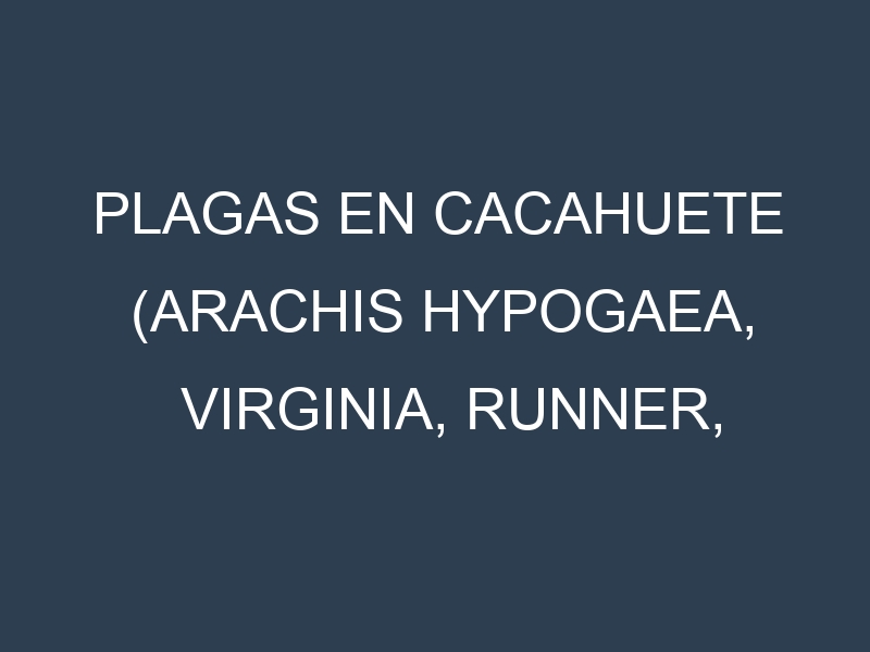 Plagas en Cacahuete (Arachis hypogaea, Virginia, Runner, Spanish). Control biológico y Manejo de plagas.