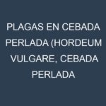 Plagas en Cebada perlada (Hordeum vulgare, Cebada perlada común, Cebada perlada de cocción). Control biológico y Manejo de plagas.