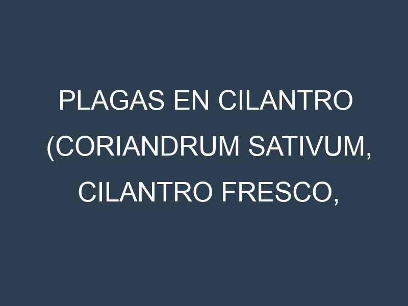 Plagas en Cilantro (Coriandrum sativum, Cilantro fresco, Culantro). Control biológico y Manejo de plagas.