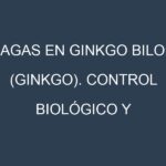 Plagas en Ginkgo biloba (Ginkgo). Control biológico y Manejo de plagas.