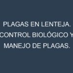 Plagas en Lenteja. Control biológico y Manejo de plagas.