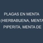 Plagas en Menta (Hierbabuena, Menta piperita, Menta de campo, Menta chocolate). Control biológico y Manejo de plagas.