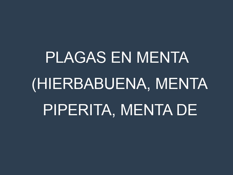 Plagas en Menta (Hierbabuena, Menta piperita, Menta de campo, Menta chocolate). Control biológico y Manejo de plagas.