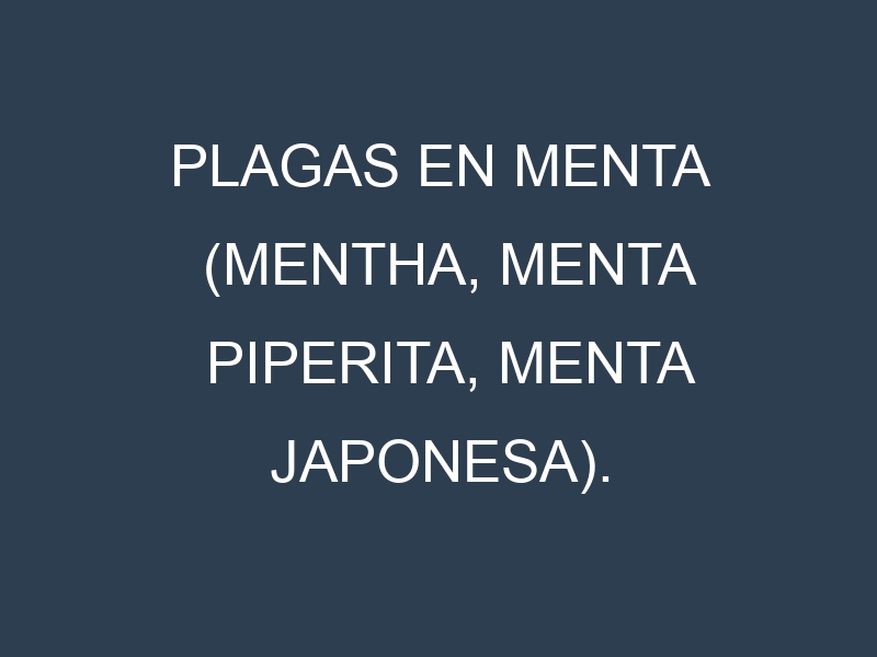 Plagas en Menta (Mentha, Menta piperita, Menta japonesa). Control biológico y Manejo de plagas.