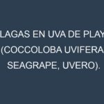 Plagas en Uva de playa (Coccoloba uvifera, Seagrape, Uvero). Control biológico y Manejo de plagas.