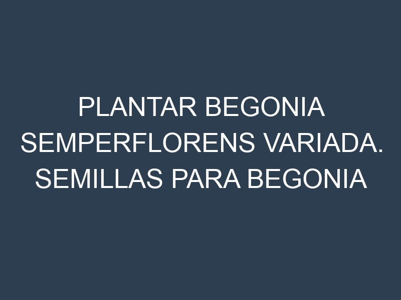 Plantar Begonia Semperflorens Variada. Semillas para Begonia Semperflorens Variada. Enfermedades Begonia Semperflorens Variada.