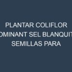 Plantar Coliflor Dominant Sel Blanquita. Semillas para Coliflor Dominant Sel Blanquita. Enfermedades Coliflor Dominant Sel Blanquita.