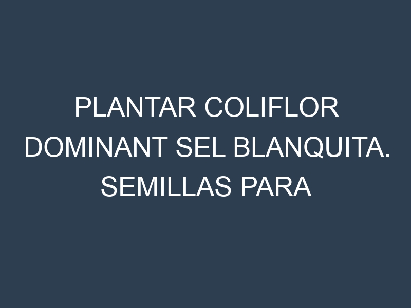 Plantar Coliflor Dominant Sel Blanquita. Semillas para Coliflor Dominant Sel Blanquita. Enfermedades Coliflor Dominant Sel Blanquita.