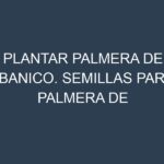 Plantar Palmera De Abanico. Semillas para Palmera De Abanico. Enfermedades Palmera De Abanico.