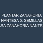 Plantar Zanahoria Nantesa 5. Semillas para Zanahoria Nantesa 5. Enfermedades Zanahoria Nantesa 5.