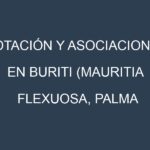 Rotación y Asociaciones en Buriti (Mauritia flexuosa, Palma real, Aguaje, Miriti, Aguajito). Estrategias de rotación y Beneficios de las asociaciones de cultivos.