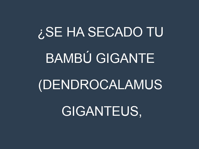 ¿Se ha secado tu Bambú gigante (Dendrocalamus giganteus, Moso Bamboo, Madake, Guadua, Phyllostachys pubescens)? Pasos para Detectar, Corregir y Prevenir.