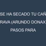 ¿Se ha secado tu Caña brava (Arundo donax)? Pasos para Detectar, Corregir y Prevenir.