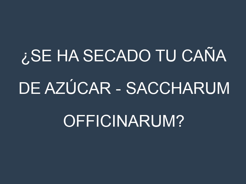 ¿Se ha secado tu Caña de azúcar – Saccharum officinarum? Pasos para Detectar, Corregir y Prevenir.