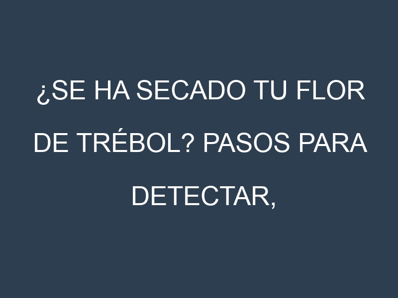 ¿Se ha secado tu Flor de trébol? Pasos para Detectar, Corregir y Prevenir.