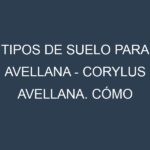 Tipos de suelo para Avellana – Corylus avellana. Cómo ajustar las condiciones del suelo.