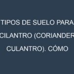 Tipos de suelo para Cilantro (Coriander, culantro). Cómo ajustar las condiciones del suelo.