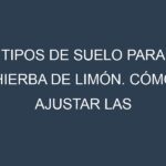Tipos de suelo para Hierba de limón. Cómo ajustar las condiciones del suelo.