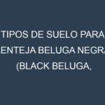 Tipos de suelo para Lenteja beluga negra (Black Beluga, Spanish Beluga, Petite Noir, Beluga Russe, French Black). Cómo ajustar las condiciones del suelo.