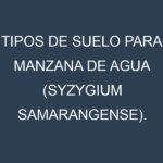 Tipos de suelo para Manzana de agua (Syzygium samarangense). Cómo ajustar las condiciones del suelo.