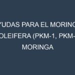 Ayudas para el Moringa oleifera (PKM-1, PKM-2, Moringa Supergenius, African Moringa, Indian Moringa). Ayudas para el cultivo. Subvenciones.