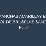 Manchas Amarillas en Col De Bruselas Sanda Eco