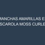 Manchas Amarillas en Escarola Moss Curled