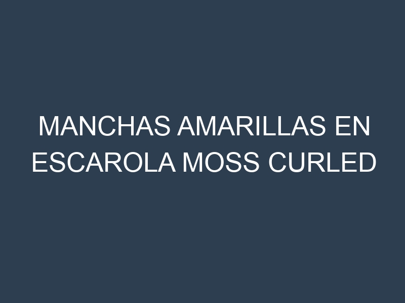 Manchas Amarillas en Escarola Moss Curled