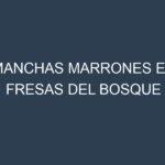 Manchas Marrones en Fresas Del Bosque