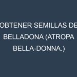 Obtener Semillas de Belladona (Atropa bella-donna.)