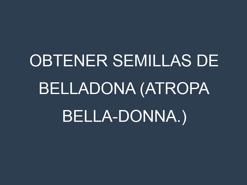 Obtener Semillas de Belladona (Atropa bella-donna.)