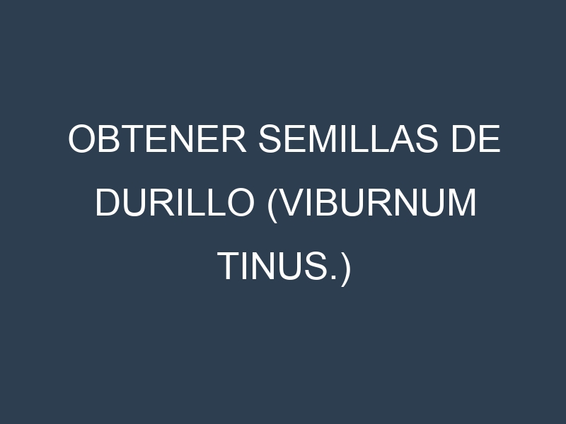 Obtener Semillas de Durillo (Viburnum tinus.)