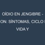 Oídio en Jengibre – Kion: síntomas, ciclo de vida y estrategias de control