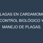 Plagas en Cardamomo. Control biológico y Manejo de plagas.