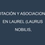 Rotación y Asociaciones en Laurel (Laurus nobilis, California Bay, Indonesian Bay, West Indian Bay, Turkish Bay). Estrategias de rotación y Beneficios de las asociaciones de cultivos.